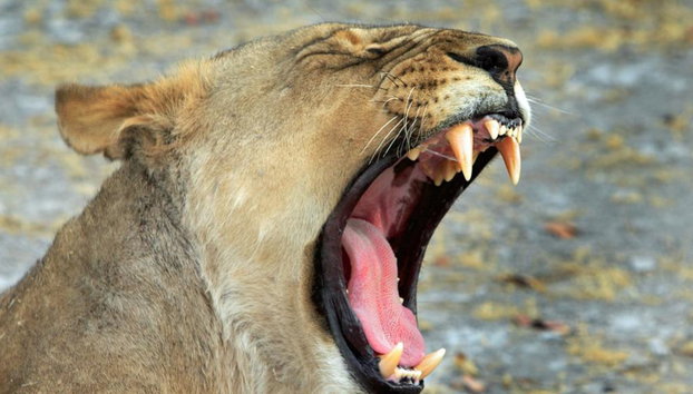 Game Drive Safari - Full-Day Private Tour with Transfer - Foto 4